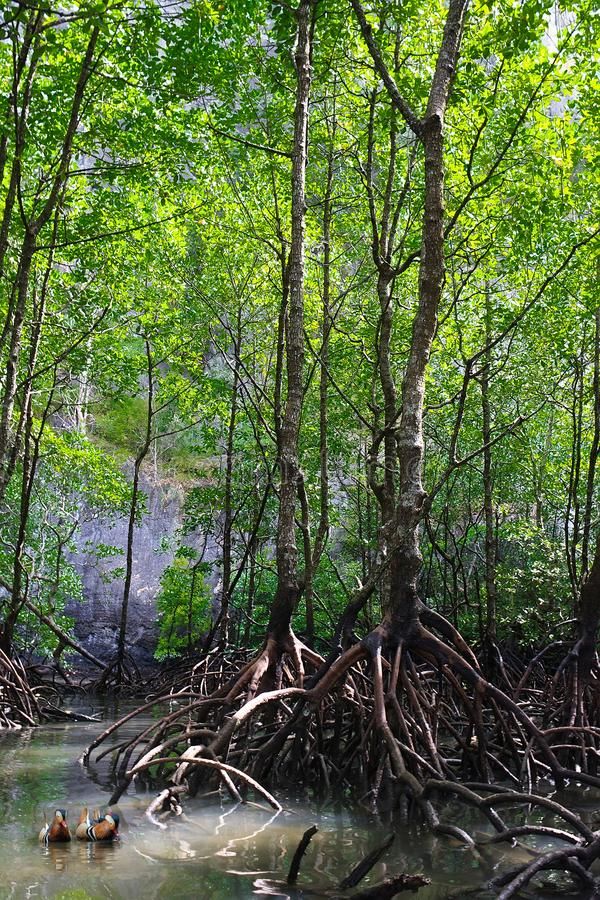 🌿 Mangroves: India’s Coastal Guardians We Can’t Afford to Lose