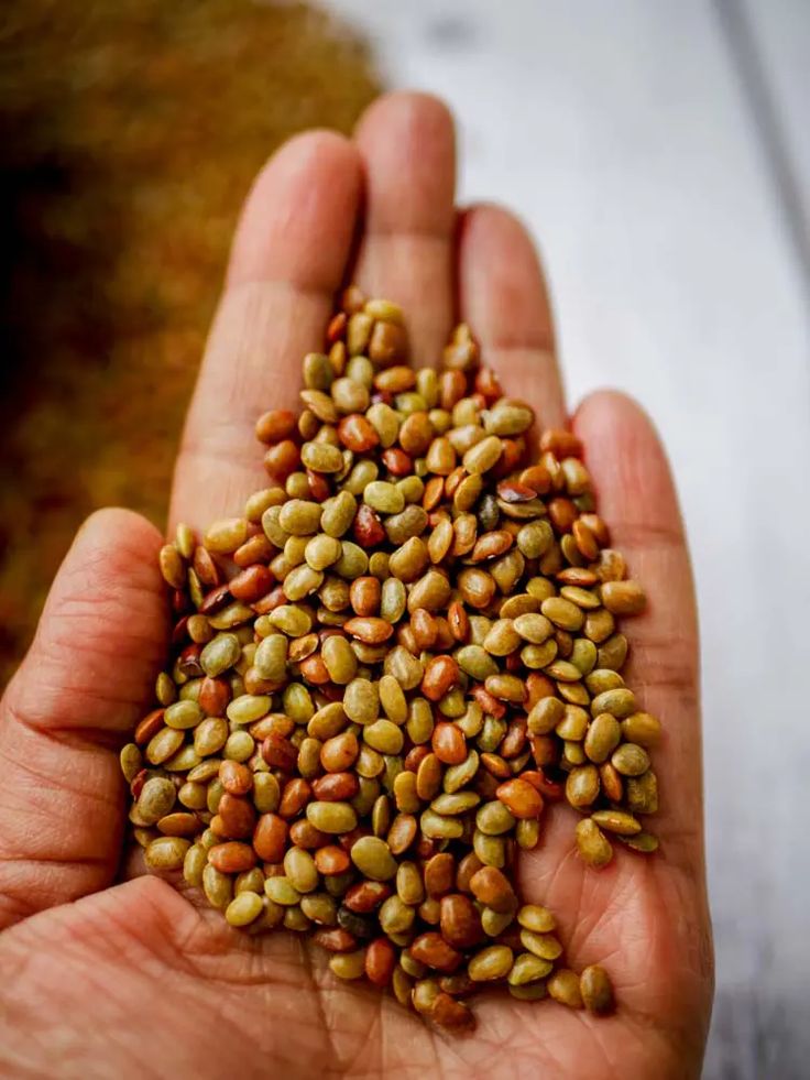 Muthira ( Horse Gram)