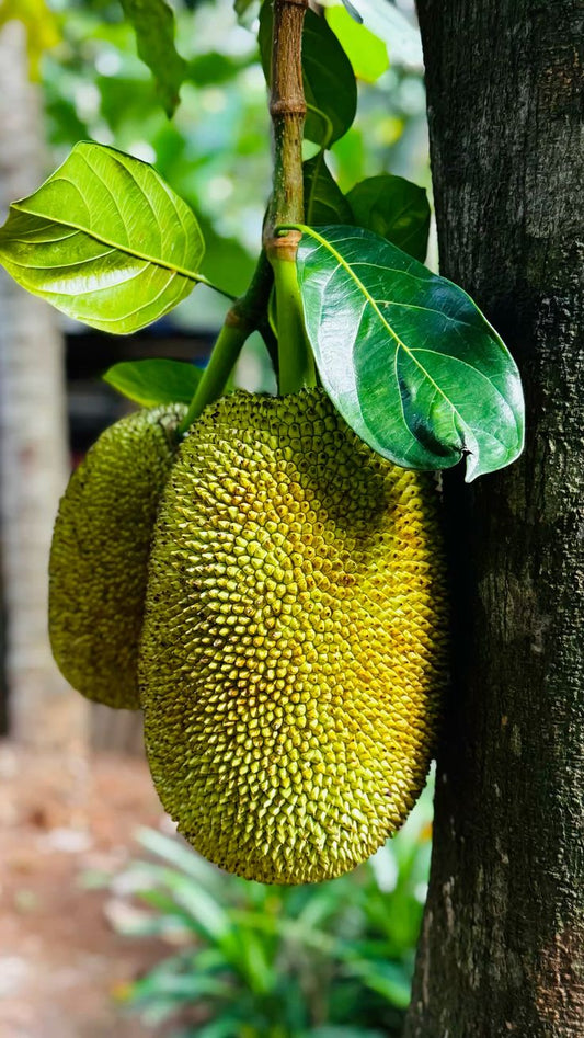 Edens Unakka Chakka - Dry Jackfruit 500g