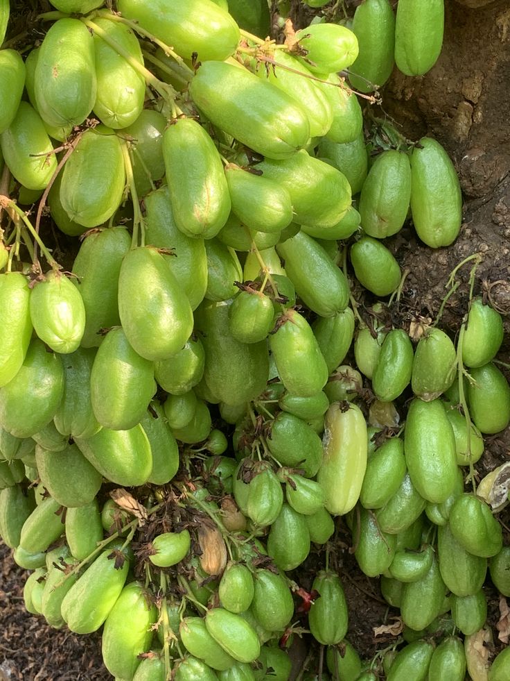Bimbli Pickle