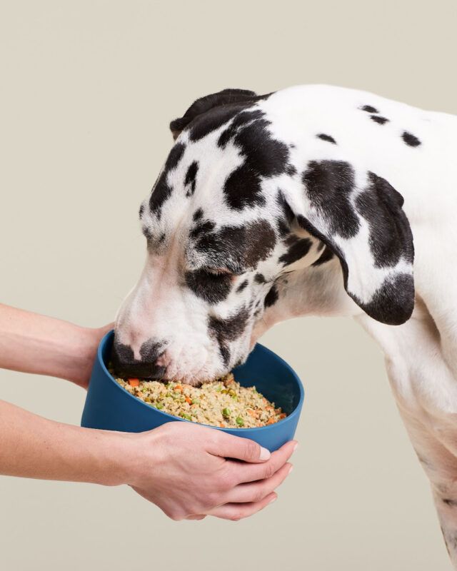 Homemade Pet Food & Treats