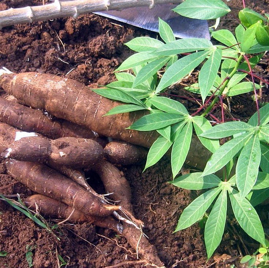 Nadan Kappa (Tapioca) 2Kg